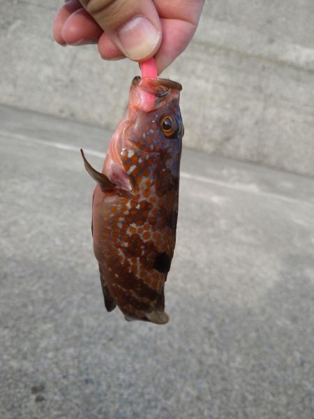 根魚狙い